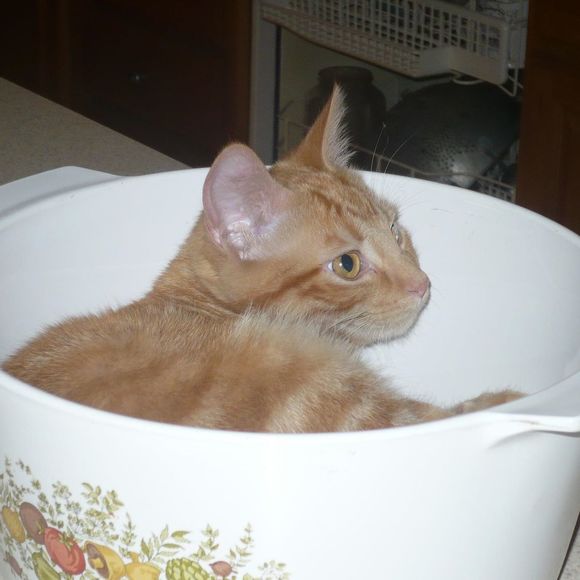 Meet your Posher, Kathie - Picture 1 of 2